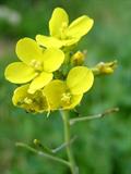 Brassica rapa rapa